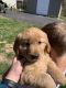 Golden Retriever Puppies for sale in Morganfield, KY 42437, USA. price: $350