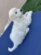 Golden Retriever Puppies for sale in Whittier, CA, USA. price: $1,900