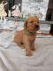 Golden Retriever Puppies for sale in Centereach, NY, USA. price: $2,000