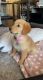 Golden Retriever Puppies for sale in Fort Lee, NJ 07024, USA. price: NA