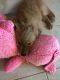Golden Retriever Puppies for sale in 2247 Indian Key Dr, Holiday, FL 34691, USA. price: NA
