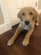 Golden Retriever Puppies for sale in St Peters, MO, USA. price: NA
