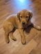Golden Retriever Puppies for sale in Griffin, GA, USA. price: NA
