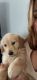 Golden Retriever Puppies for sale in South Gate, CA, USA. price: NA
