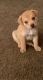 Golden Retriever Puppies for sale in Tucson, AZ, USA. price: $500