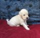 Golden Retriever Puppies for sale in Mechanicsville, MD 20659, USA. price: $2