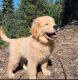 Golden Retriever Puppies for sale in San Francisco, CA, USA. price: $800