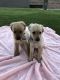 Golden Retriever Puppies for sale in Santa Ana, CA 92701, USA. price: $1,800