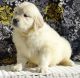 Golden Retriever Puppies for sale in San Jose, CA, USA. price: $1,000
