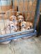 Golden Retriever Puppies for sale in Altamont, KS 67330, USA. price: NA