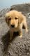 Golden Retriever Puppies for sale in 81 North Ln, West Rutland, VT 05777, USA. price: NA