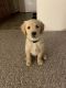 Golden Retriever Puppies for sale in Ronkonkoma, NY, USA. price: NA