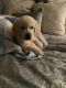 Golden Retriever Puppies for sale in Elmer, NJ 08318, USA. price: NA