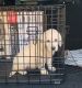 Golden Retriever Puppies for sale in Jackson Township, NJ, USA. price: NA