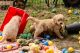Golden Retriever Puppies for sale in Hamburg, NY 14075, USA. price: NA