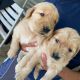 Golden Retriever Puppies for sale in Victorville, CA, USA. price: NA
