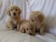 Golden Retriever Puppies for sale in Apple Valley, CA, USA. price: $800
