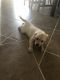 Golden Retriever Puppies for sale in Henderson, NV, USA. price: NA