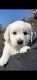 Golden Retriever Puppies for sale in Helena, McRae-Helena, GA, USA. price: NA