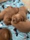 Golden Retriever Puppies for sale in Austin, TX, USA. price: $2,500