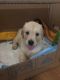 Golden Retriever Puppies for sale in Henderson, NV, USA. price: NA