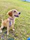 Golden Retriever Puppies for sale in 2277 Abbey Ln, Palm Harbor, FL 34683, USA. price: NA