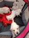 Golden Retriever Puppies for sale in Camellia Ave, Los Angeles, CA, USA. price: $800