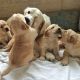 Golden Retriever Puppies for sale in Wichita, KS, USA. price: NA