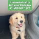 Golden Retriever Puppies for sale in College Park, MD, USA. price: $1,500