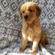 Golden Retriever Puppies for sale in Emlenton, PA 16373, USA. price: $1,400