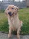 Golden Retriever Puppies for sale in Woonsocket, RI 02895, USA. price: $1,200