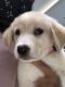 Golden Retriever Puppies for sale in Kissimmee, FL, USA. price: $800