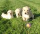 Golden Retriever Puppies for sale in Sacramento, CA, USA. price: $700