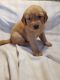 Golden Retriever Puppies for sale in Woodford, VA 22580, USA. price: NA