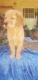 Golden Retriever Puppies for sale in Lake Elsinore, CA, USA. price: NA