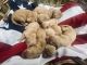 Golden Retriever Puppies for sale in Clarkesville, GA 30523, USA. price: $1,700