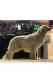 Golden Retriever Puppies for sale in Murrieta, CA, USA. price: $3,500
