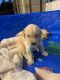 Golden Retriever Puppies for sale in 3201 Redcliff Ln, Garland, TX 75043, USA. price: NA