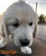 Golden Retriever Puppies for sale in LAKE MATHEWS, CA 92570, USA. price: NA