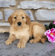 Golden Retriever Puppies for sale in 2819 N Fitzhugh Ave, Dallas, TX 75204, USA. price: NA