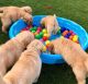 Golden Retriever Puppies for sale in Texas City, TX, USA. price: $750