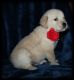 Golden Retriever Puppies for sale in Live Oak, FL 32060, USA. price: $2,000