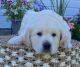 Golden Retriever Puppies for sale in Kuna, ID, USA. price: NA