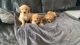 Golden Retriever Puppies for sale in Austin, TX, USA. price: NA