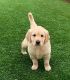 Golden Retriever Puppies for sale in Decatur, IL, USA. price: NA