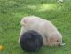 Golden Retriever Puppies for sale in Buffalo, NY, USA. price: NA