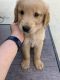 Golden Retriever Puppies for sale in Fort Wayne, IN, USA. price: $1,500