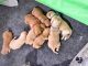 Golden Retriever Puppies for sale in 70379 6th St, Covington, LA 70433, USA. price: NA