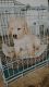 Golden Retriever Puppies for sale in Elgin, IL, USA. price: NA