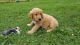 Golden Retriever Puppies for sale in Lowell, AR, USA. price: NA
